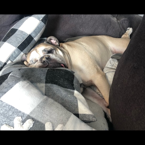 Welcome to my closet! Enjoy a few pictures of my bully and his baby ❤️❤️ - Picture 13 of 16